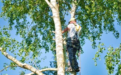 Élagage des arbres : pourquoi faut-il élaguer un arbre ?