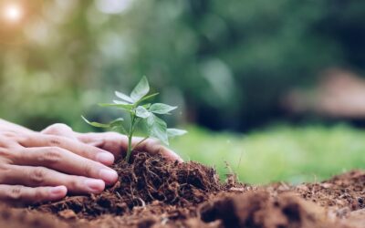 Pourquoi et comment amenager un jardin eco responsable